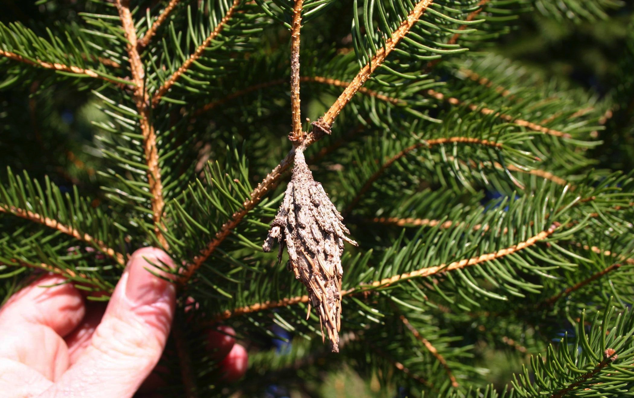 Bagworm on evergreen